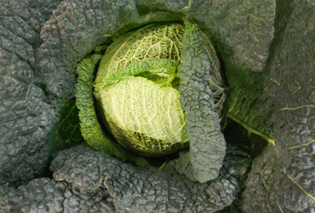 closeup of green savoy cabbage