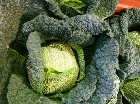 closeup of green savoy cabbageの写真素材