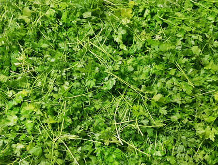 Juicy green sliced parsley leaves. summer diet background.の写真素材