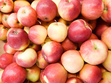Many red and green apples stretching into the distance as a backgroundの写真素材