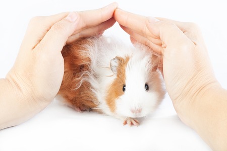 Funny guinea pig and hands on a white backgroundの写真素材