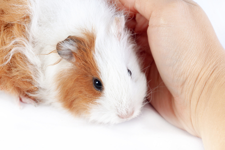 Funny guinea pig and hands on a white backgroundの写真素材