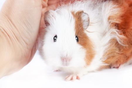 Funny guinea pig and hands on a white backgroundの写真素材
