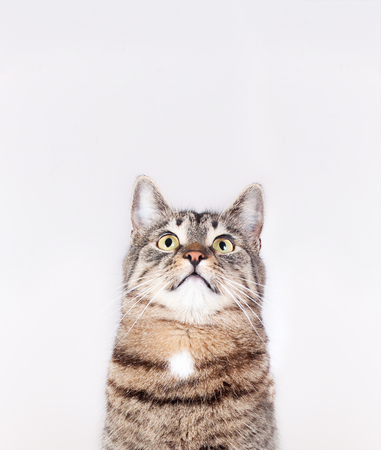 beautiful purebred striped cat looking up isolated on white backgroundの写真素材