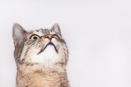 beautiful purebred striped cat looking up isolated on white backgroundの写真素材