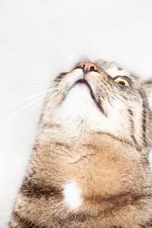 beautiful purebred striped cat looking up isolated on white backgroundの写真素材