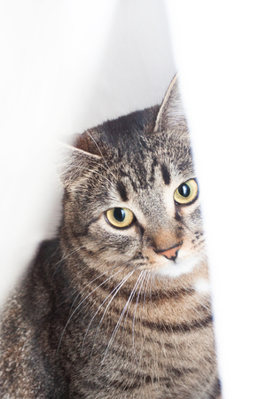 beautiful smart cat sitting in front and looking at camera. isolated on white backgroundの写真素材