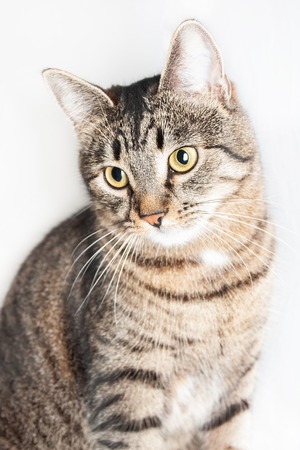 beautiful smart cat sitting in front and looking at camera. isolated on white backgroundの写真素材