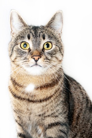 beautiful smart cat sitting in front and looking at camera. isolated on white backgroundの写真素材