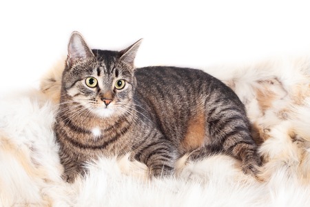 beautiful striped cat lying on a fur rug. isolated on white backgroundの写真素材
