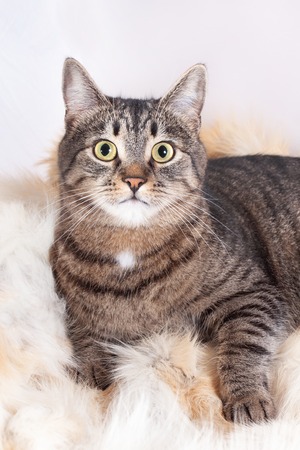 beautiful striped cat lying on a fur rug. isolated on white backgroundの写真素材