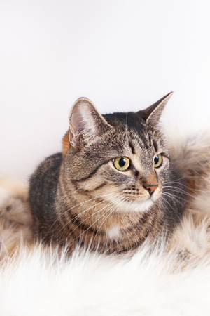 beautiful striped cat lying on a fur rug. isolated on white backgroundの写真素材