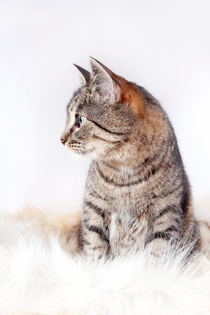 Adult beautiful tabby cat sitting on a fur rug. isolated on white backgroundの写真素材