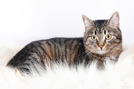 beautiful striped cat lying on a fur rug. isolated on white backgroundの写真素材