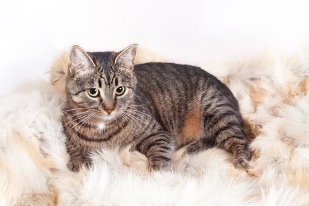 beautiful striped cat lying on a fur rug. isolated on white backgroundの写真素材