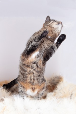 Adult beautiful striped cat stands on its hind legs on a fur rug. isolated on white backgroundの写真素材
