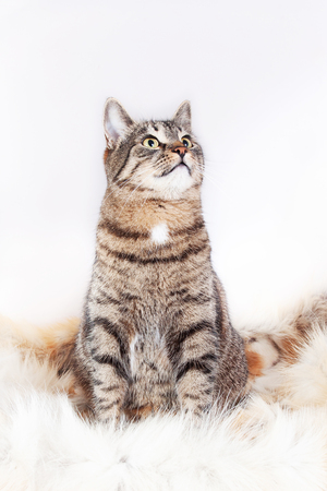 Adult beautiful tabby cat sitting on a fur rug and looking up. isolated on white backgroundの写真素材