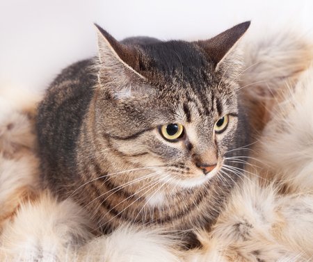 beautiful striped cat lying on a fur rug. isolated on white backgroundの写真素材