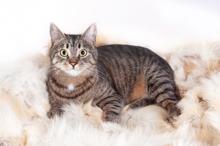 beautiful striped cat lying on a fur rug. isolated on white backgroundの写真素材