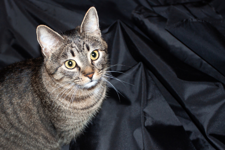 adult beautiful striped cat isolated on black backgroundの写真素材