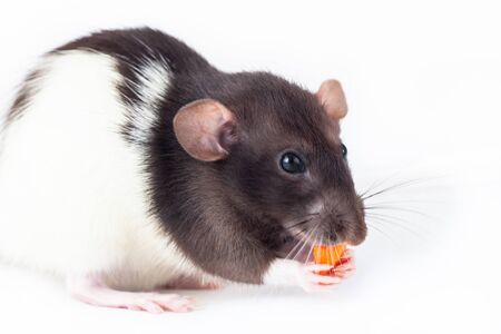 Cute domestic rat eats a piece of carrot isolated on white background. Symbol of the year according to the Chinese horoscopeの写真素材