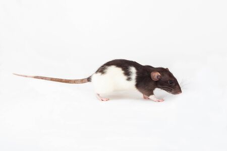Rat isolated on white background. Symbol of the year according to the Chinese horoscopeの写真素材