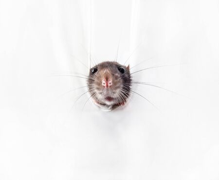 Domestic rat peeps out of a hole in a white wall (paper). Symbol of the year according to the Chinese horoscopeの写真素材
