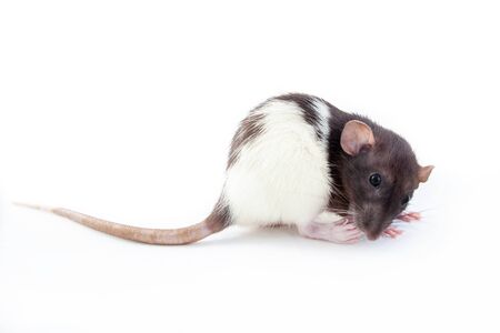Rat isolated on white background. Symbol of the year according to the Chinese horoscopeの写真素材