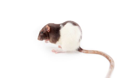 Rat isolated on white background. Symbol of the year according to the Chinese horoscopeの写真素材