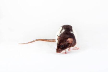 Rat isolated on white background. Symbol of the year according to the Chinese horoscopeの写真素材