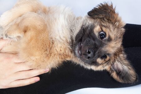 puppy golden retriever in the hands of the owner closeupの写真素材