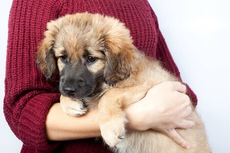 sad puppy golden retriever in the hands of the owner closeupの写真素材