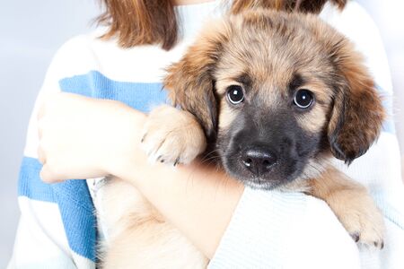 cute puppy golden retriever in the hands of the owner closeupの写真素材
