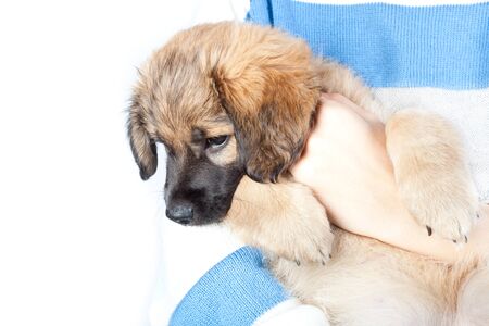 sad puppy golden retriever in the hands of the owner closeupの写真素材