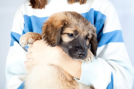 sad puppy golden retriever in the hands of the owner closeupの写真素材