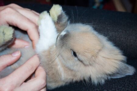 Rabbit in the armsの写真素材