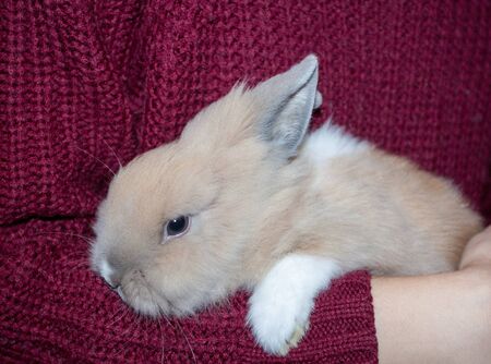 Rabbit in the armsの写真素材
