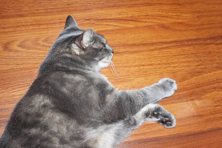 British fat gray tabby cat lies on the floorの写真素材