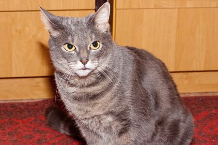 Purebred gray tabby cat sits near the cabinetの写真素材
