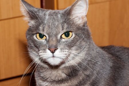 Purebred gray tabby cat sits near the cabinetの写真素材