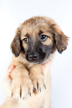 puppy of golden retriever (shepherd) isolated on white backgroundの写真素材