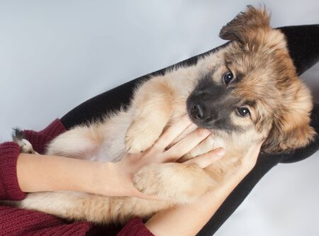 Golden retriever puppy in the arms.の写真素材