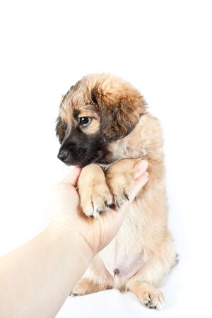 puppy of golden retriever (shepherd) in human hand isolated on white backgroundの写真素材