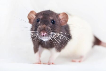 decorative rat turned sideways closeup. Isolated on a white background.の写真素材