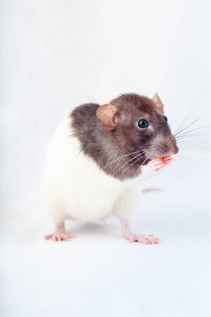 decorative rat eats standing on its hind legs. Isolated on a white background.の写真素材