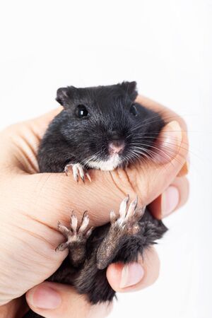 funny black mouse gerbil in human hand. isolated on white backgroundの写真素材