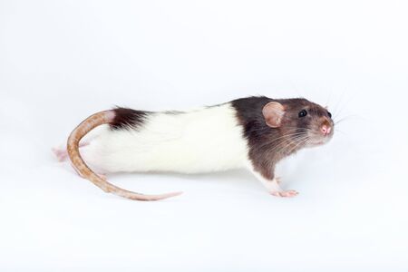 decorative rat stretches sideways closeup. Isolated on a white background.の写真素材