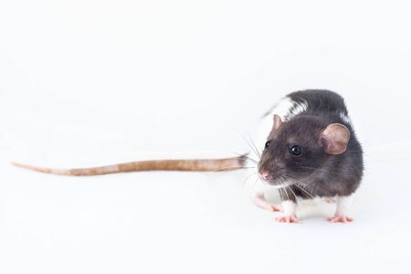 Black and white rat isolated on a white background. home decorative ratの写真素材