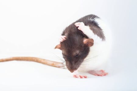 Rat is washing itself with its paws. Spotted rat isolated on white background. Domesticated rat close up. Rodent pets.の写真素材