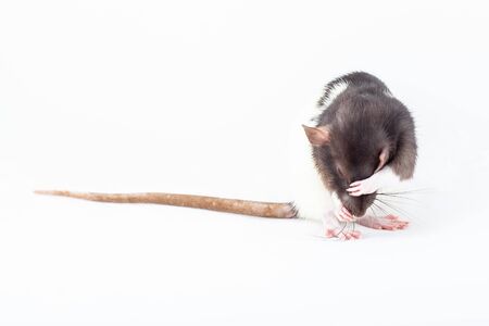 Rat is washing itself with its paws. Spotted rat isolated on white background. Domesticated rat close up. Rodent pets.の写真素材